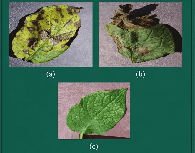 Vegetation Disease Detector