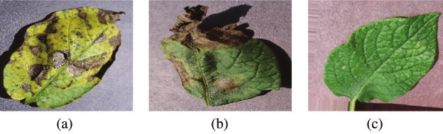 Vegetation Disease Detector